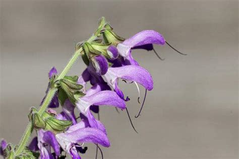 Benefits of Red Sage Root (Salvia Militorrhiza) - Bravo Tea