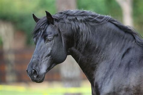 Black Andalusian Horse – Conquistador Del Sol | Horses, Andalusian ...