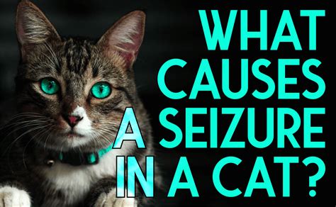 What Causes a Seizure in a Cat? - CatWiki