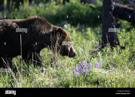 Grizzly Bear in Yellowstone National Park Stock Photo - Alamy