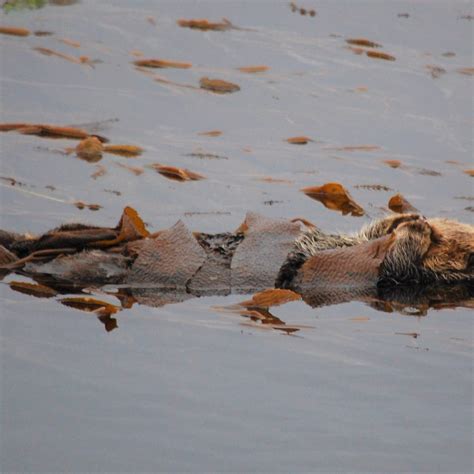 Cuddle Up With the Sea Otters of the Pacific Coast - Atlas Obscura ...