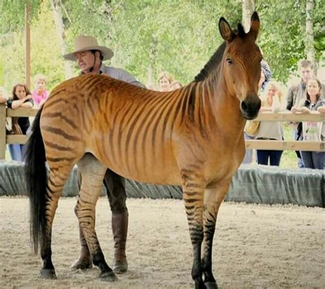 Meet the Zorse, a Zebra-Horse hybrid that most people don't think exists. : r/pics