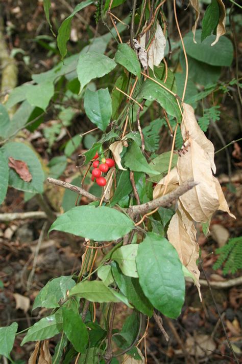 Gnetum africanum - Alchetron, The Free Social Encyclopedia