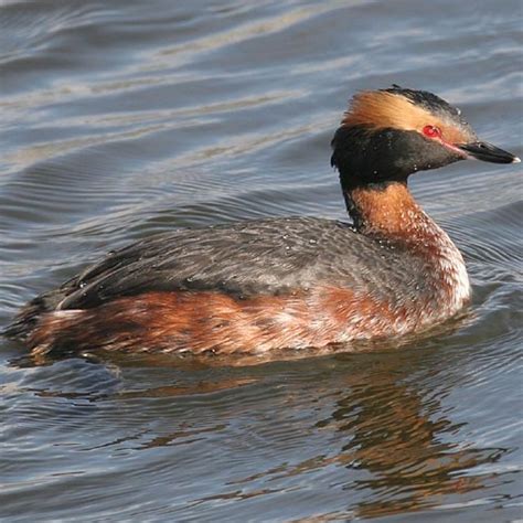 Spring Migration at Lake Calhoun | streets.mn