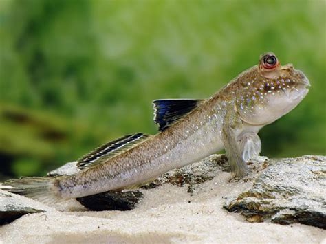 Atlantic Mudskipper – Diapteron Shop