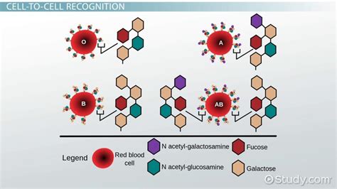 What Do Glycoproteins Do - cloudshareinfo