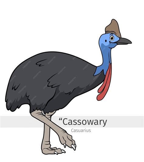 Premium Vector | Cassowary Cartoon illustration