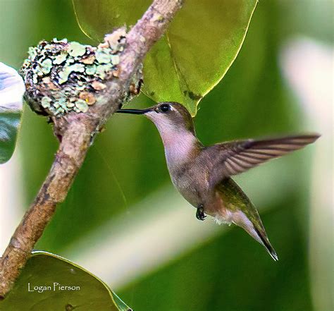 The female hummingbird arrives back at her nest on Amelia Island, Florida. Photograph by Logan ...