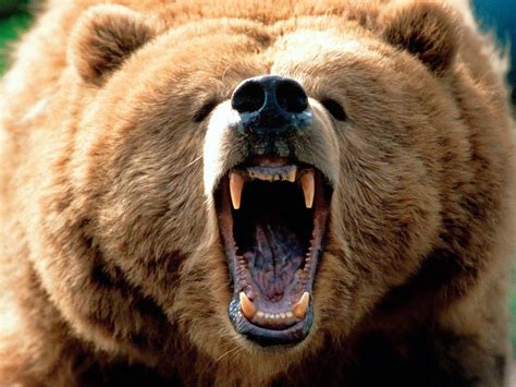 Grizzly Bear Wildlife Animal | Wild Life World