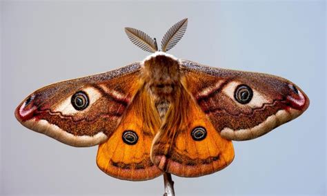 Emperor Moth | Emperor moth, Moth, Moth wings