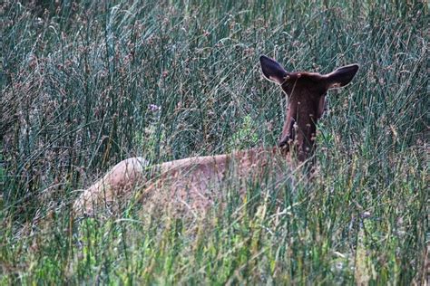 A Baby Elk Sitting Resting in the Tall Grass Stock Photo - Image of ...