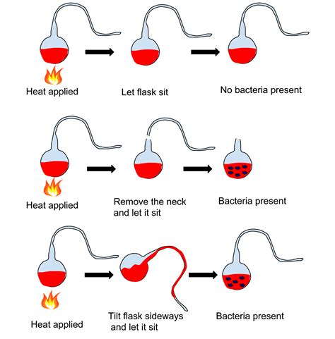 Perbedaan Teori Abiogenesis dan Biogenesis Tentang Asal Usul Kehidupan ...