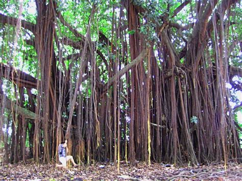 17 best images about Trees of Panama on Pinterest | Trees, Carpets and ...