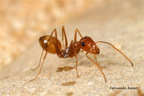 Welcome to Ant Ecology - Site de ant-ecology