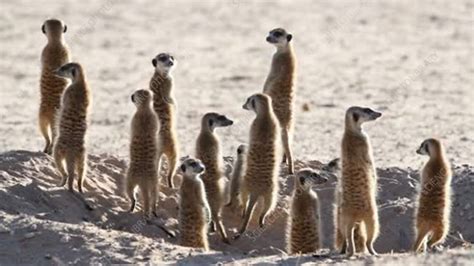 Meerkat family - Stock Video Clip - K007/3513 - Science Photo Library