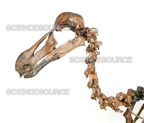 Photograph | Dodo Skeleton | Science Source Images