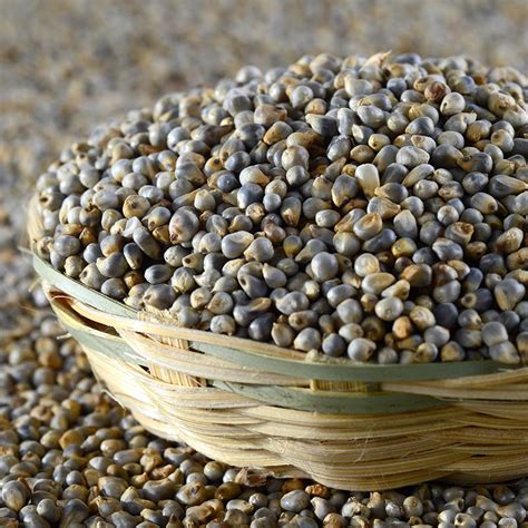 Bajra Seeds – Products – ASIA FZE