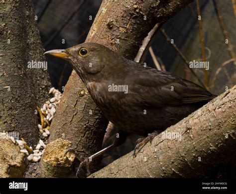 Female Eurasian Blackbird Stock Photo - Alamy