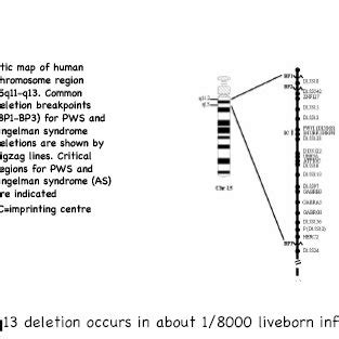 Showing Prader Willi syndrome (PWS) gene map (Left side) and causes of... | Download Scientific ...