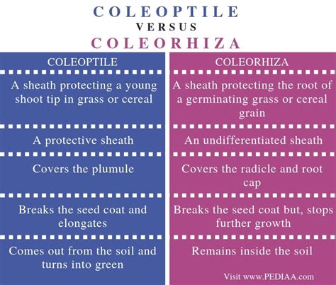 What is the Difference Between Coleoptile and Coleorhiza - Pediaa.Com