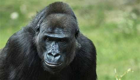 Gorilla Strength: How Strong Are Gorillas? AZ Animals | eduaspirant.com