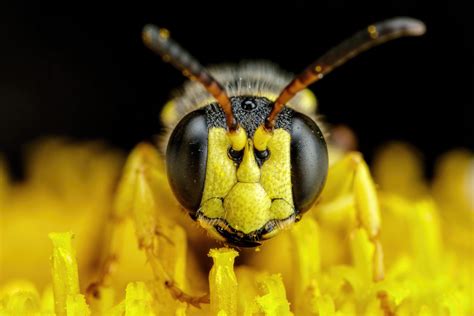 Digger Wasp : r/pics