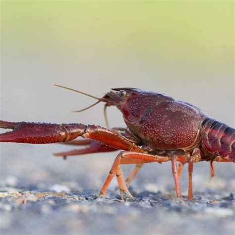 Red Swamp Crayfish Michigan - Invasive Species | SEA LIFE Michigan Aquarium