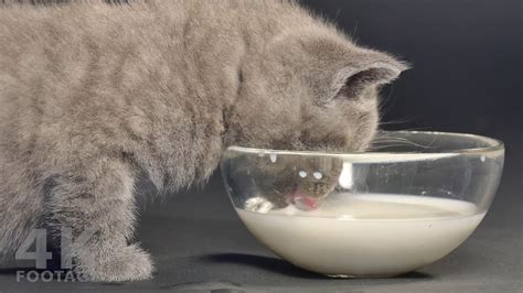 British Shorthair Lilac kitten drinking milk from bowl 5 weeks old - 4K - YouTube