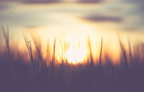 Sunrise Field Background Full HD Wallpaper Download | CBEditz