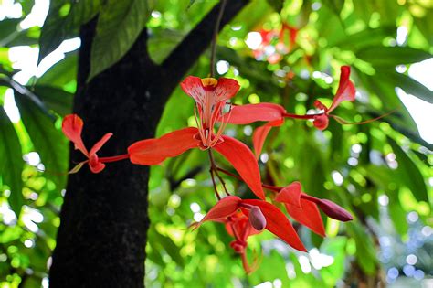 Amherstia nobilis / IPlantz