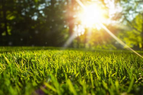 10 Ways to care for your lawn | eMowing in Summer