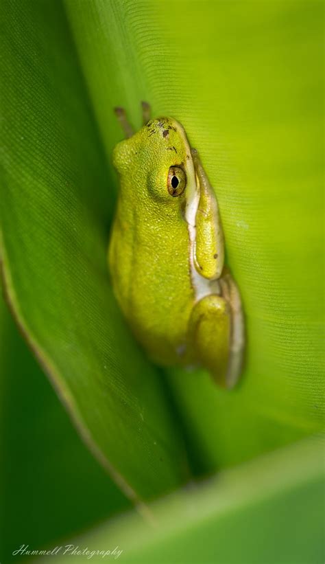 Tree Frog, Louisiana Tree Frogs, Louisiana, Photographer, Random ...