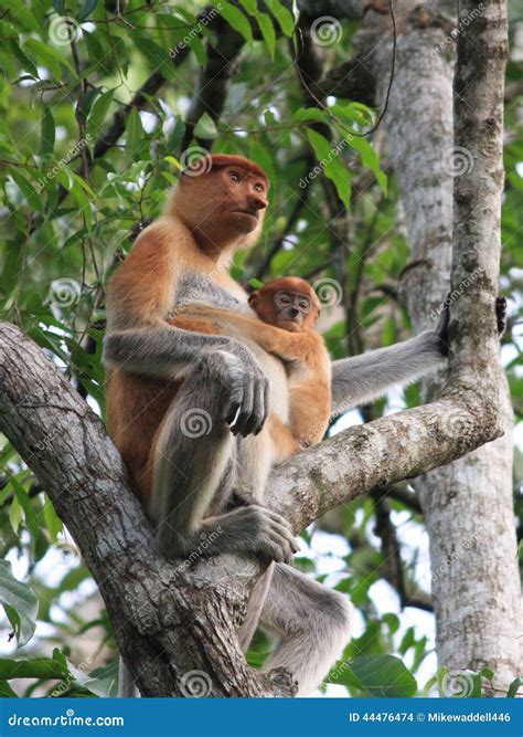 Proboscis Monkey and baby stock photo. Image of proboscis - 44476474