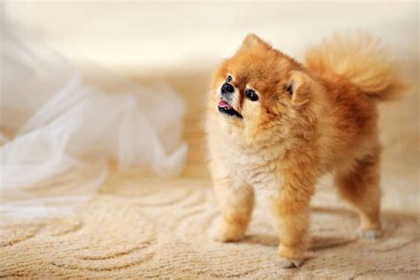 Teacup Pomeranian Lifespan (Quick Facts)