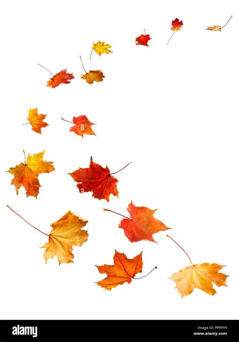 Maple autumn leaves falling to the ground, on white background Stock ...