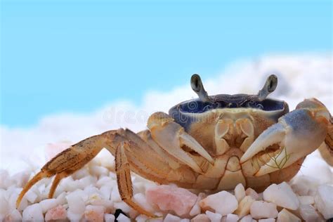 Rainbow crab stock photo. Image of wildlife, animal, walking - 4632276