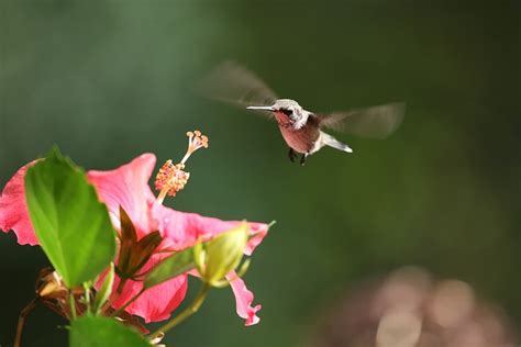 Hummingbird Hibiscus Pollination - Free photo on Pixabay - Pixabay