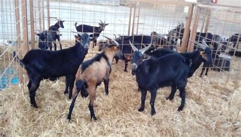 Verata Goat Breed – Everything You Need to Know