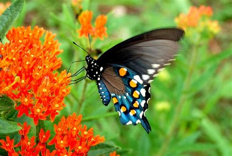 Pipevine Swallowtail: Facts, Characteristics, Habitat and More - Animal Place