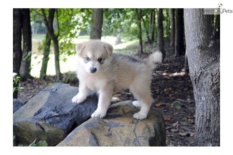 Wolf Hybrid puppy for sale near Charlotte, North Carolina. | 6887489b-4951