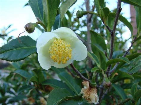 Camellia sinensis (Assam Tea, Tea Camellia, Tea Plant, Tea Tree ...