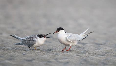 Roseate Tern | Audubon Field Guide