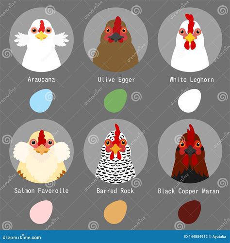 Chicken Breeds And Egg Colors Set Vector Illustration | CartoonDealer.com #144554912