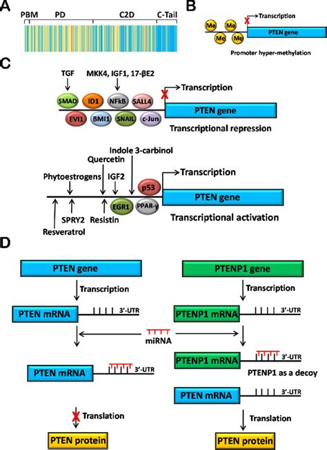 Genomic mechanisms of PTEN regulation. (A) Mutations. PTEN mutations... | Download Scientific ...