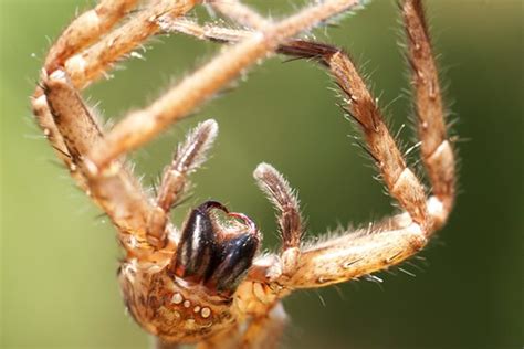 spider fangs | Leonard J Matthews | Flickr