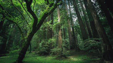 Green Trees Covered Dark Forest Dark, HD wallpaper | Peakpx