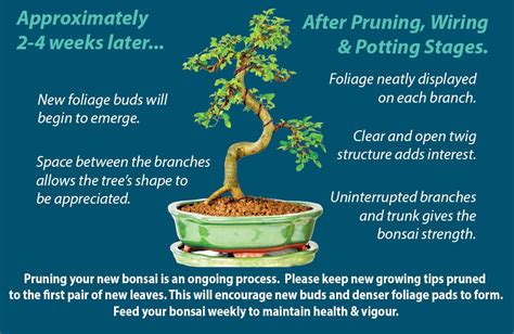 Bonsai Tree Pruning guide - 6 easy steps to prune your bonsai Bonsai ...