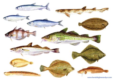 North Sea fish - field guide illustrations :: Behance