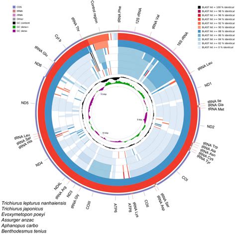 Graphical diagram of BLAST results showing nucleotide identity between... | Download Scientific ...