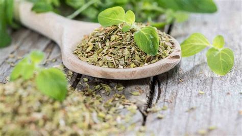 7 Surprising Health Benefits of Oregano That You Need To Know